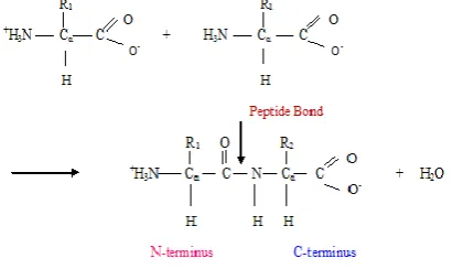 Fig 1: Formation of Peptide 