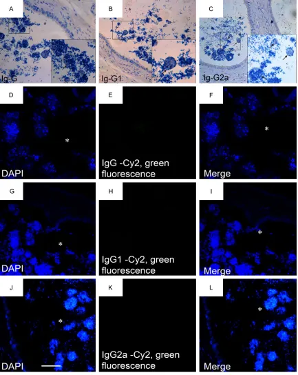 Figure 8. Appropriate isotype control of immunohistochemical and immune-fluorescence staining