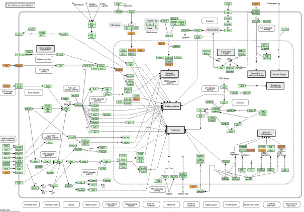 Figure 4. Important signal pathway by bioinformatics analysis. KEGG pathway analysis showed that Wnt signaling pathway and pathways in cancer were responsible for the bio-function of the 10 candidate miRNAs.
