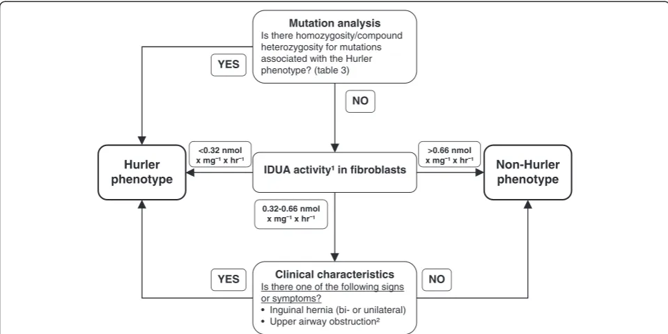 Figure 4 Algorithm for assessment of phenotypic severity in MPS I patients.characteristics present before the age of 1 month are combined
