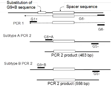 Figure 8: Outline of the RT-nested-PCR stages and sizes when using the modified control virus and  standard 