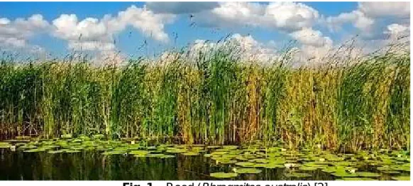 Fig. 1 – Reed (Phragmites australis) [2]