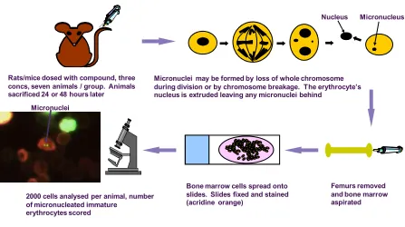 Figure 1.6:  The Rodent Haemopoietic Cell in vivoRodents dosed daily twice then sacrifice 24 hours after final dose, bone marrow aspirated from femurs, resultant cells prepared on microscope slides, fixed and DNA stained with acridine orange prior to micronuclei determination  Micronucleus Test  