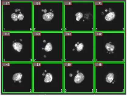 Figure 2.4: Micronucleated mononuclear L5178Y cells following 3 hour treatment with the potent mutagen 4-nitroquinolene oxide followed by 24 hour recovery