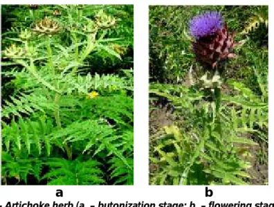 Fig. 1 - Artichoke herb (a. – butonization stage; b. – flowering stage) [2]