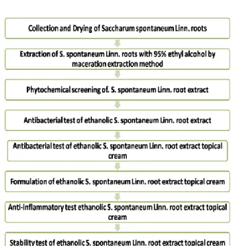 Fig. 1. Conceptual framework of the evaluation of S. spontaneum Linne.  The study on the root extract of S