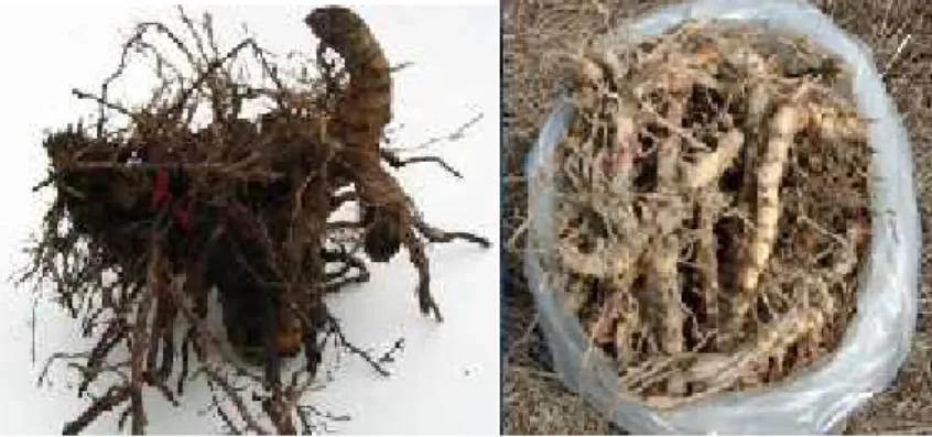 Fig. 1 – Miscanthus rhizomes