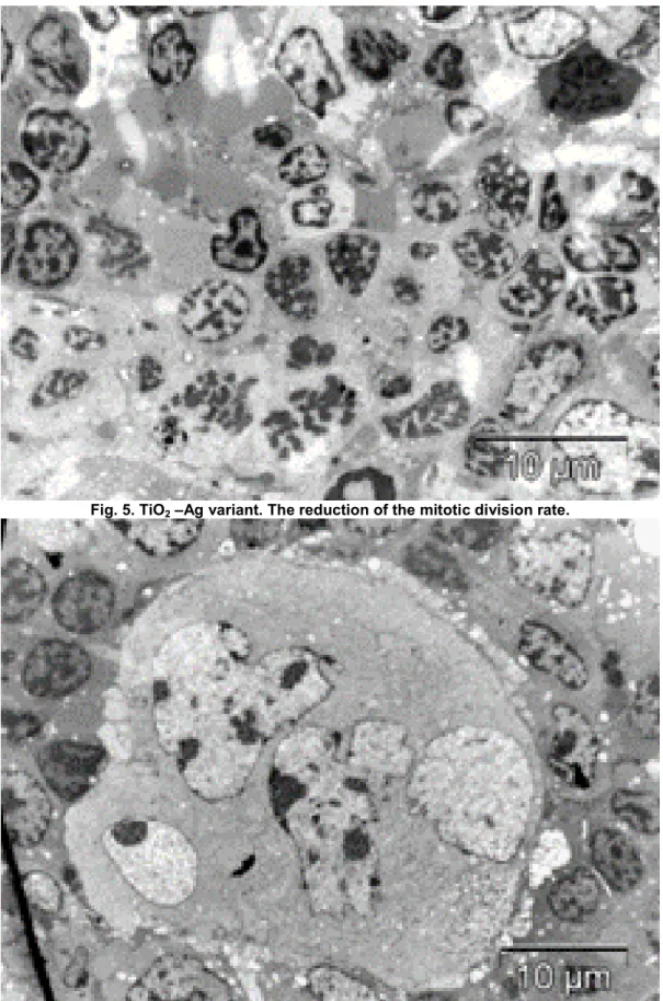 Fig. 4. TiO 2  – X-rays variant. Protective effect on the lymphocyte division, induced by TiO 2  presence  during the X-irradiation