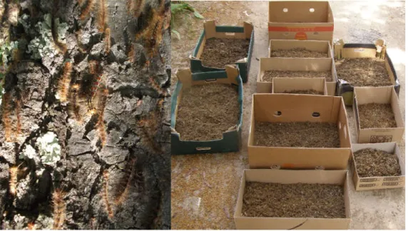 Figure 3.L.dispar larvae dead on tree trunck and collected cadavers,  Balcesti, 2013. 
