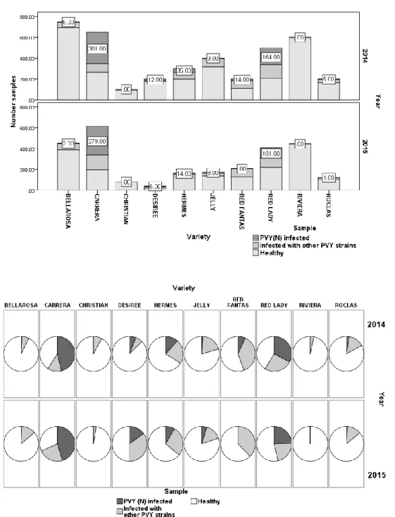 Figure 3. Distribution of healthy, PVY and PVY N  infected samples, for the cultivars tested - material  collected in 2014 and 2015