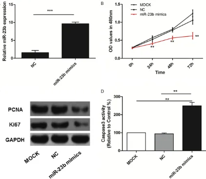 Figure 2. MiR-23b overexpression inhibits the proliferation of EC109 ESCC cells. A. Expression of miR-23b was significantly increased in EC109 cells after treatment with miR-23b mimics; B