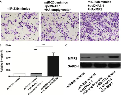 Figure 8. IMP2 contributes to miR-23b induced invasion of EC109 cells. A, B. Over-expression of IMP2 resulted in invasion increasing of EC109 cells pretransfected with miR-23b mimics; C