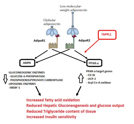 Figure 5: Physiological effects of adiponectin signalling 