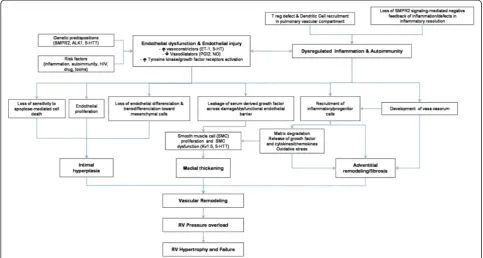 Figure 1 Pathophysiology of PAH. The pulmonary vascular remodeling responsible for PAH is the consequence of closely intertwinedpredisposing and acquired factors