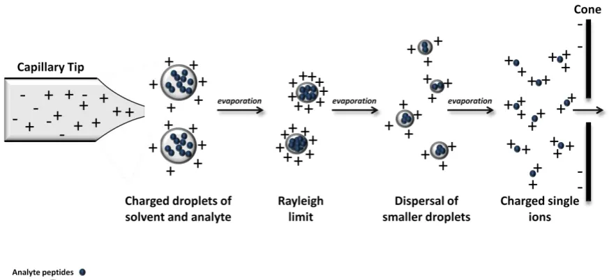 Figure 2| ESI ionisation of peptides. The sample is positively charged by electric current, a fine spray of charged droplets are ejected from the tip