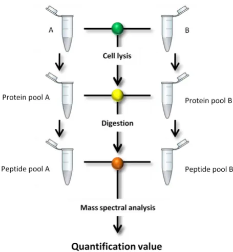Figure 5| Stages in the quantitative workflow where samples can be combined. A and B represent samples to be analysed, ideally A and B would be combined as early on in the workflow as possible, prior to cell lysis