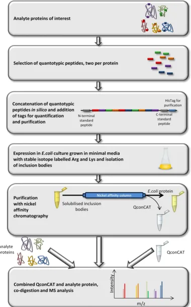 Figure 6 | QconCAT overview of production and use. Quantotypic peptides are selected from proteins of interest and assembled into a concatenation