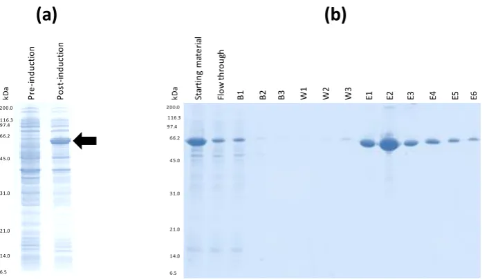 Figure 10| EB1 heavy isotope labelling and NiMAC purification. (a). Expression of the QconCAT indicated by the black arrow