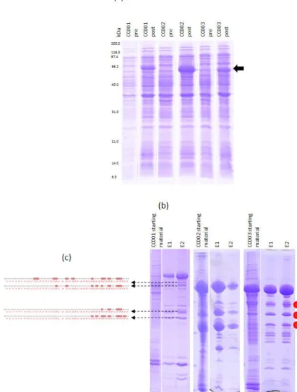 Figure 13| Expression and purification of CC001-003. (a). SDS-PAGE, pre and post induction time point samples, whole cell lysate from E.coli culture, QconCAT band is seen in the post-induction lane for each indicated by a black arrow