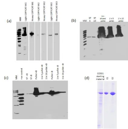 Figure 14| Western blots tracking the fragmentation of CC001-003. (a). Whole cell lysate end time-point samples from unlabelled (light) and labelled (heavy) culture