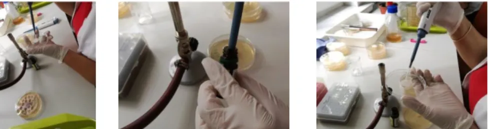 Figure 2. Inoculation aspects 