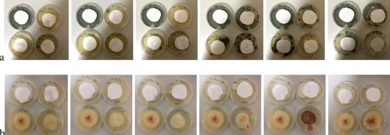 Figure 4. Tested fungi inhibited by different basil EO concentrations compared with negative control  a