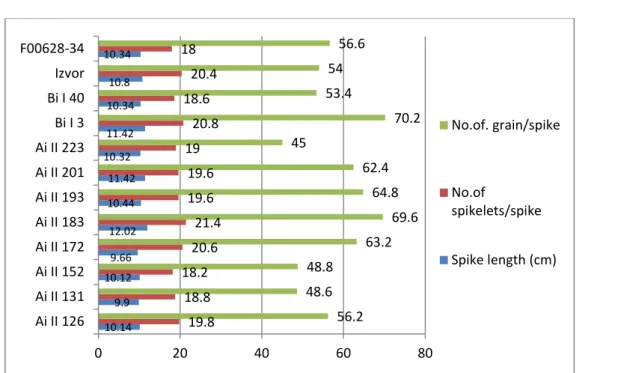 Fig. 2. Average data as concern no. of grain/spike, no. of spikelets/spike and spike length 