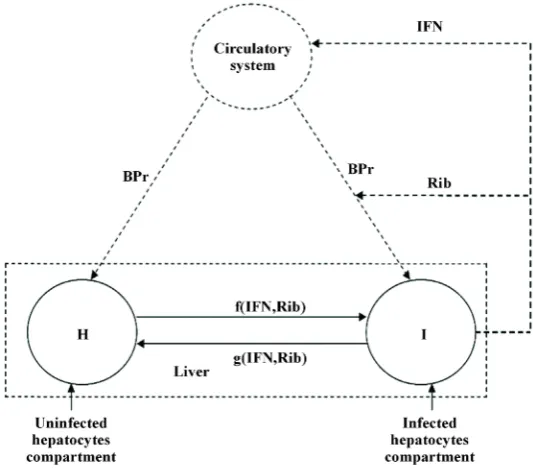 Figure 1. A schematic diagram of two compartments for modeling human hepatitis C virus dynamics