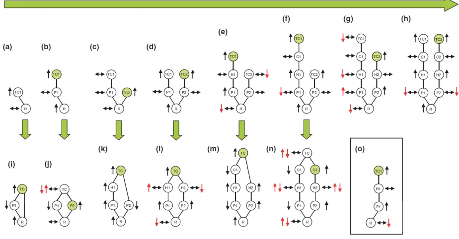 Fig. 1. Equilibrium responses to nutrient enrichment. Webs are arranged in possible assembly 