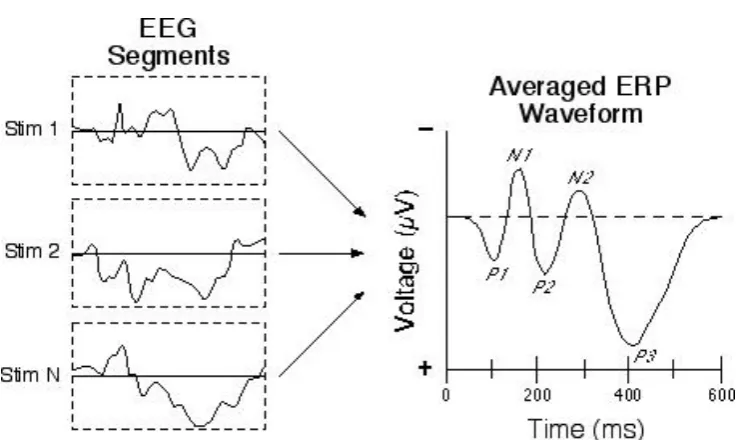 Figure 2. EEG Waves and ERP Averages  
