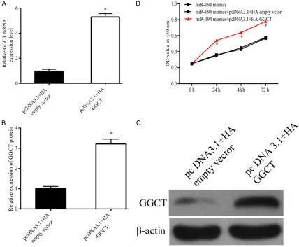 Figure 5. GGCT contributes to miR-194 increased proliferation of MGC-803 cells. A-C. The expression levels of GGCT mRNA and protein after transfected with miR-194 mimics+pcDNA3.1+HA-GGCT