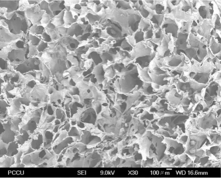 Figure 1. A SEM picture of the chitosan scaffold.            