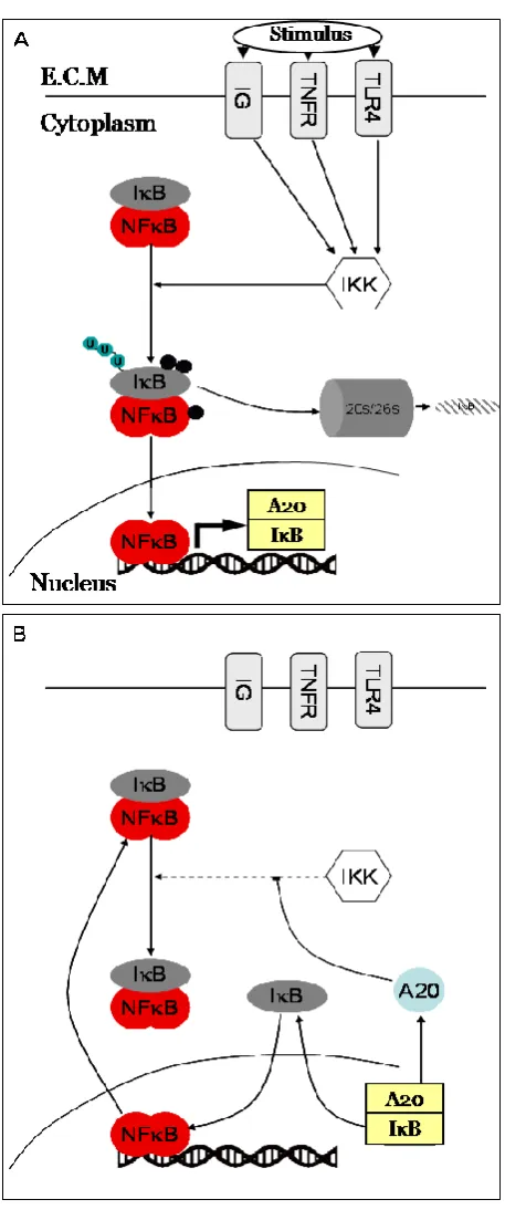 Figure 1-7 Schematic of NF-κB signalling. 