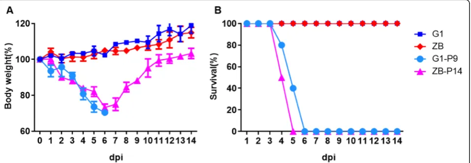 Fig. 1 Virulence of G-P9, ZB-P14, and wild-type viruses in mice. Groups of five six-week-old BALB/c mice were inoculated intranasally with G1-P9,ZB-P14, or wild-type H9N2 viruses