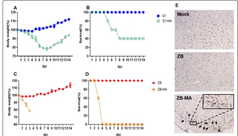 Table 2 Viral distribution of wild-type and mouse-adaptedviruses in different tissues in mice