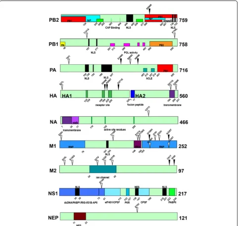 Table 4 Amino acid differences between the wild-type strain ZB and the mouse-adapted strain ZB-MA (Continued)