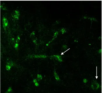 Fig. 3. Description of mature adipocytes on day 6 with Oil Red O staining  showed  more  lipid  droplets  in  control  group  (magnification  of  300x)