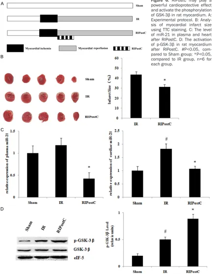 Figure 6. RIPostC may play a powerful cardioprotective effect and activate the phosphorylation of GSK-3β in rat myocardium