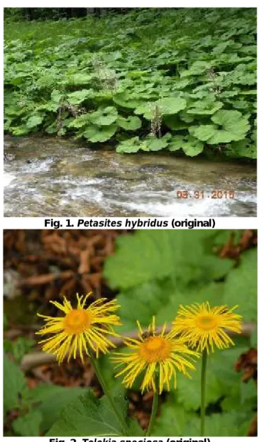 Fig. 1. Petasites hybridus (original)