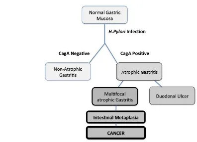 Figure 1. 1. Schematic adapted from Correa and Plazuelo (2012).  Clinical outcomes of infection with CagA positive and negative H.Pylori infections