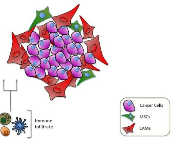 Figure 1. 2. Schematic showing cellular cross-talk in the tumour microenvironment.  The cancer microenvironment contains a dynamic mixture of cancerous cells and 