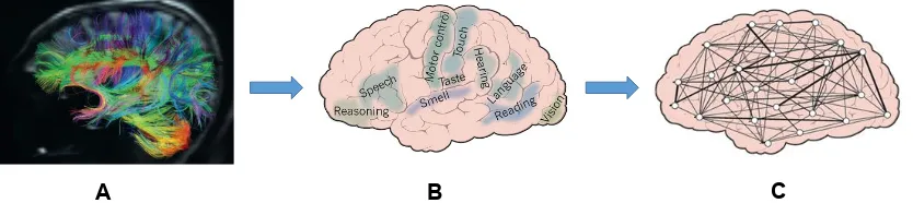 Fig 2. Different brain regions are being connected by neuronal fibers forming a complex 