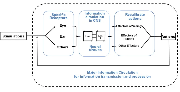 Fig 1. The model of Information Circulation during information transmission and procession  Neural bioelectrical signals circulate alongside both the major and the minor neural circuits