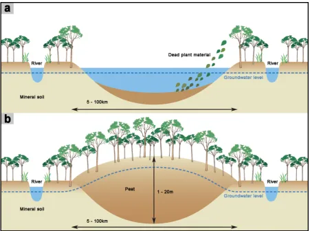 Figure I-1: Schematic cross-section through a typical tropical peat dome in Indonesia (WWF, 2009; 