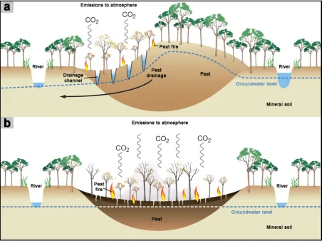 Figure I-3: Degradation of a tropical peat dome (WWF, 2009; modified). (a) Beginning of the decomposition and peat fires