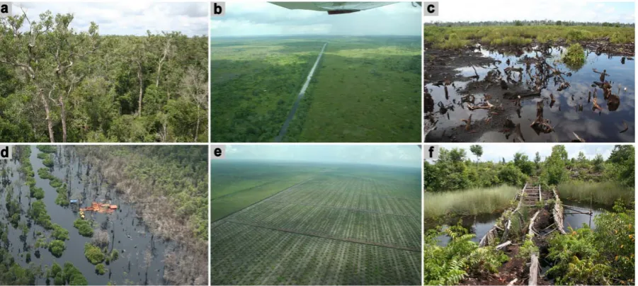 Figure I-4: Examples of peatlands in Central Kalimantan, Indonesia. (a) Undisturbed peat swamp 
