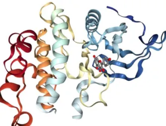 Fig. 2. Crystal structure of DAPK1–kaempferol complex  (PDB code: 5AUX) 