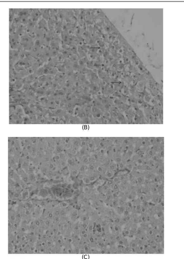 Figure 3. Histological samples of liver tissue of laboratory rats (C)
