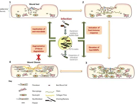 Figure 2: Schematic of the processes involved in normal wound healing and the detrimental effects of infection in terms of virulence factors associated with biofilm formation, including the induction of proteases