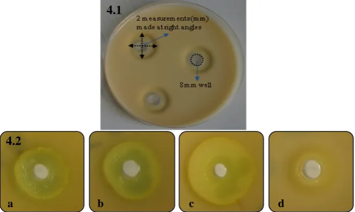 Figure 4: 4.1: Method of calculation of caseinolytic zone using the milk-casein agar plate method; 